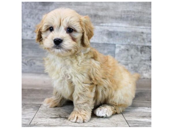 [#28691] Brown Female Lhasa Apso/Poodle Puppies For Sale