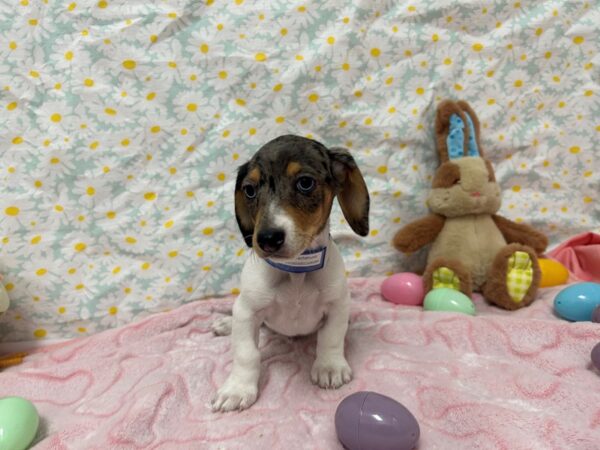 [#28672] Black / Tan Male Dachshund Puppies For Sale