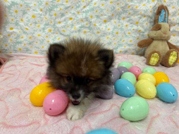 [#28657] White / Red Sable Male Pomeranian Puppies For Sale
