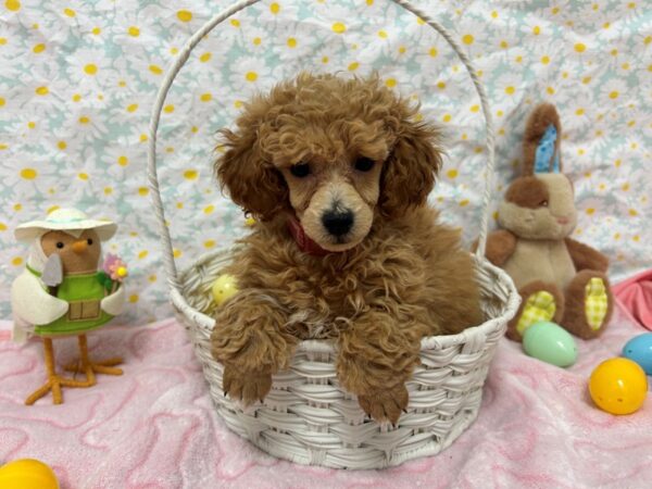 [#28670] Apricot Female Poodle Puppies For Sale