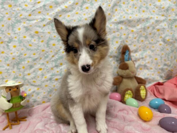 [#28661] Blue Merle White / Tan Male Shetland Sheepdog Puppies For Sale