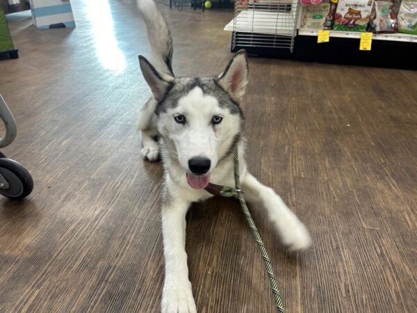 [#28366] Agouti / White Female Siberian Husky Puppies For Sale
