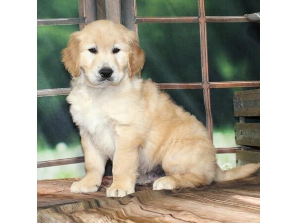 [#28710] Golden Male Golden Retriever Puppies For Sale