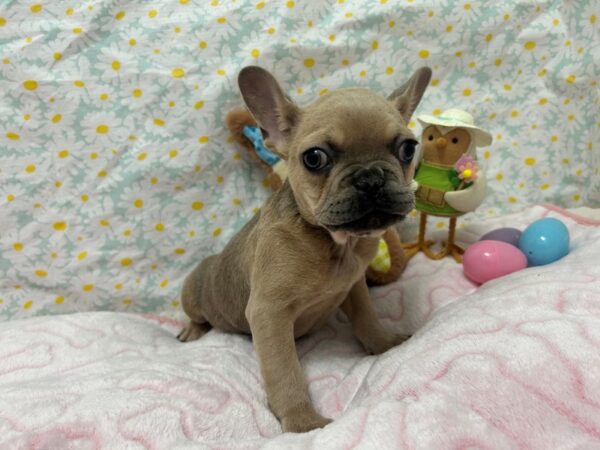 [#28648] Blue Fawn Female French Bulldog Puppies For Sale