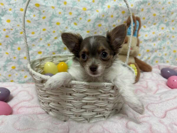 [#28680] Blue and Tan Male Chihuahua Puppies For Sale
