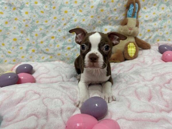 [#28689] Seal / White Female Boston Terrier Puppies For Sale