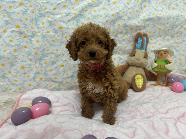 [#28694] Brown Female F1B Cockapoo Puppies For Sale