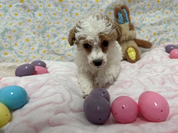 [#28686] White / Red Female Poodle Puppies For Sale