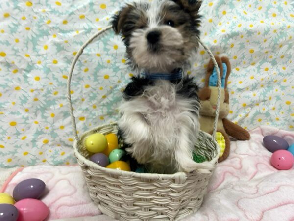 [#28676] Black and Tan Male Maltese/Yorkshire Terrier Puppies For Sale