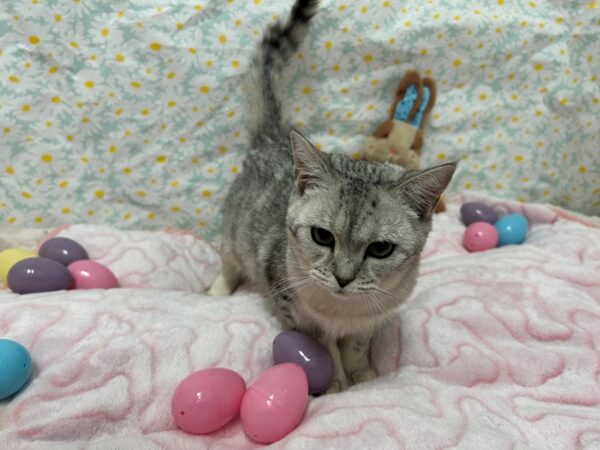 [#28645] SILVER Female Exotic Short Hair Kittens For Sale