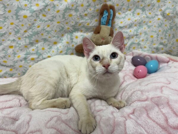 [#28697] FLAME POINT Male Siamese Kittens For Sale
