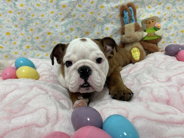 [#28700] Red Brindle and White Female English Bulldog Puppies For Sale