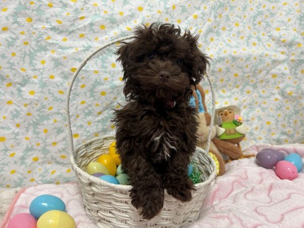 [#28706] Chocolate Female Havanese Puppies For Sale