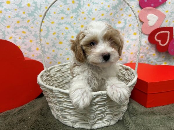 [#28642] Cream/Brown Parti Male F1B Shipoo Puppies For Sale