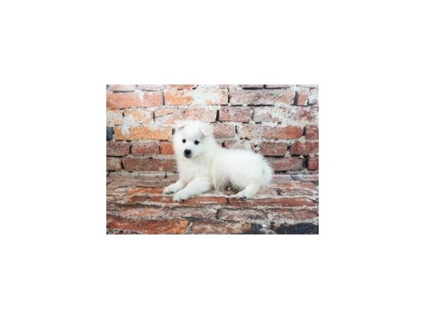[#28705] White Male American Eskimo Puppies For Sale