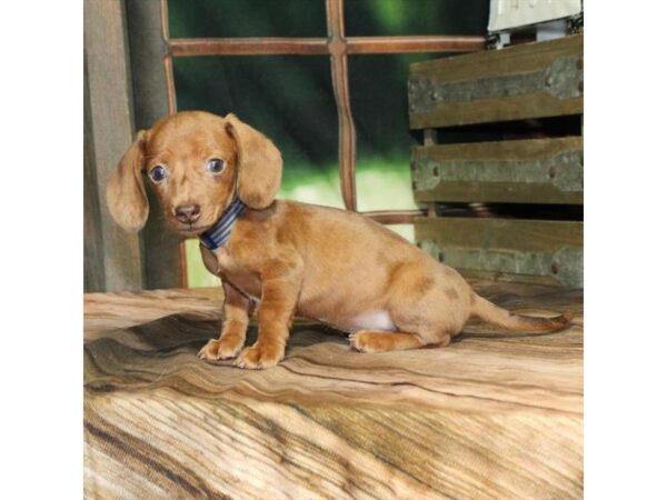 [#28728] Red Dapple Male Dachshund Puppies For Sale