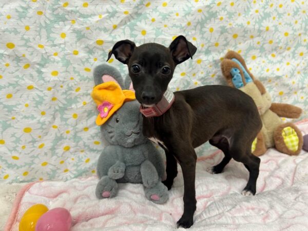 [#28682] Seal Female Italian Greyhound Puppies For Sale