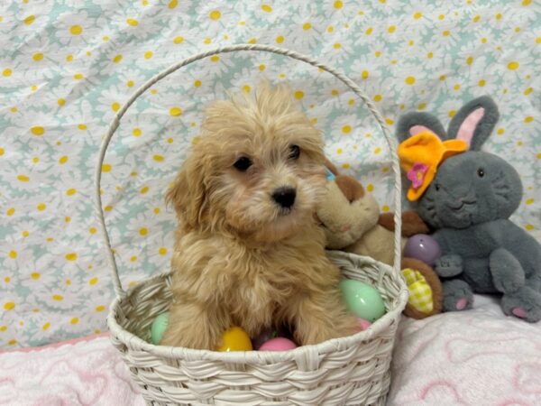 [#28691] Brown Female Lhasa Apso/Poodle Puppies For Sale