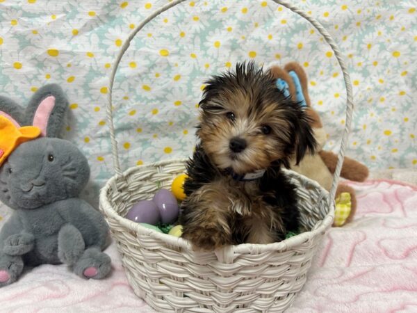 [#28724] Black / Tan Male F1B Morkie Puppies For Sale