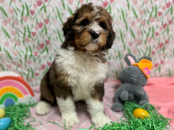 [#28746] Red Merle Male Bernese Mountain Dog/Standard Poodle Puppies For Sale