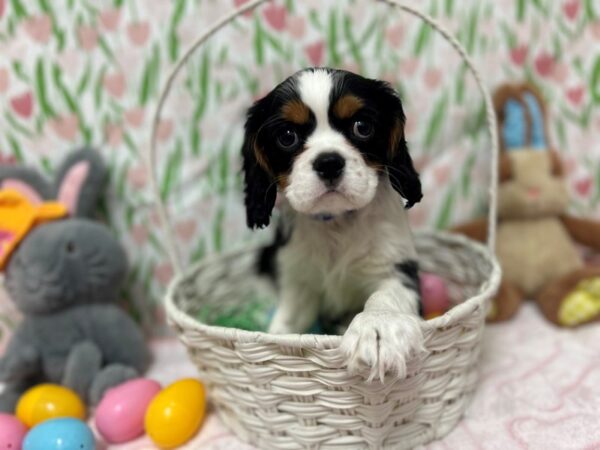 [#28757] Black and White Male Cavalier King Charles Spaniel Puppies For Sale