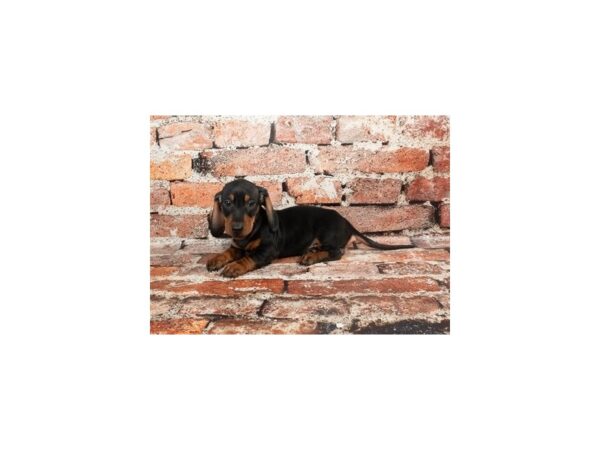 [#28768] Black and Tan Male Dachshund Puppies For Sale