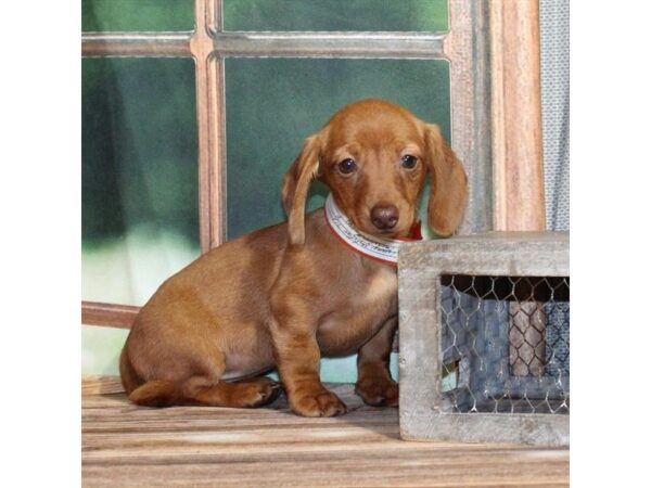 [#28777] Red Female Dachshund Puppies For Sale