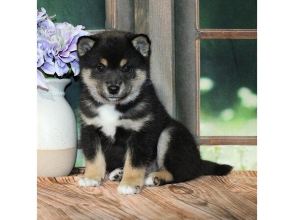 [#28780] Black / Tan Male Shiba Inu Puppies For Sale
