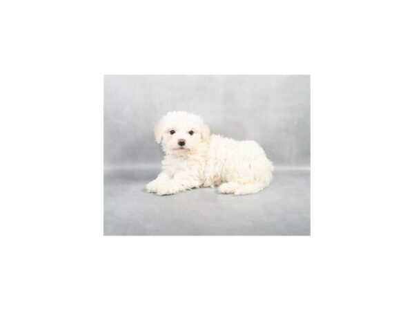 [#28793] White Female Bichon Frise Puppies For Sale
