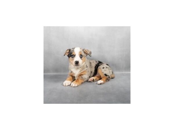 [#28796] Blue Merle White and Tan Male Australian Shepherd/Pembroke Welsh Corgi Puppies For Sale