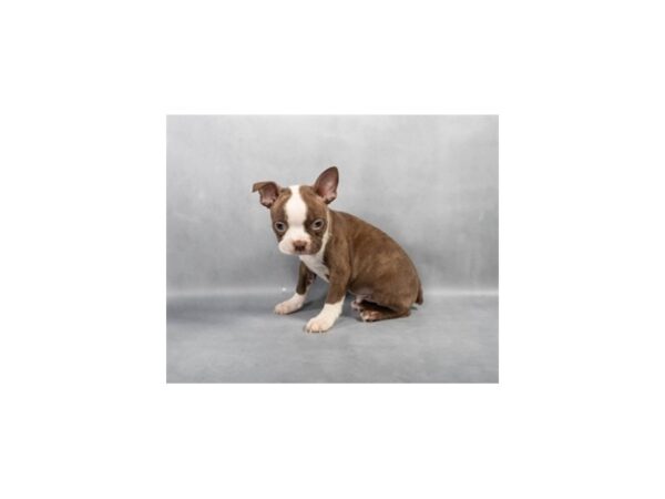 [#28798] Seal Brindle and White Male Boston Terrier Puppies For Sale