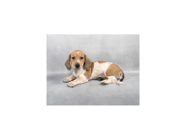[#28800] Fawn Male Dachshund Puppies For Sale