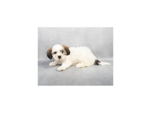 [#28801] Gold and White Female F1B Zuchon Puppies For Sale