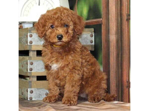 [#28802] Red Female F1B Mini Goldendoodle Puppies For Sale
