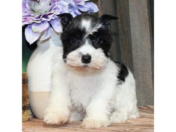 [#28803] Black / White Female Miniature Schnauzer Puppies For Sale