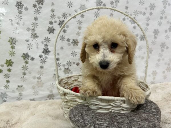 [#28471] Cream Male Bichon Frise/Poodle Puppies For Sale