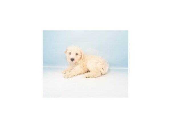 [#28496] Cream Female Poodle/Miniature Schnauzer Puppies For Sale