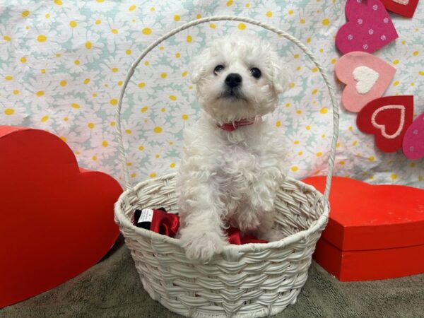 [#28571] White Female Bichon Frise Puppies For Sale