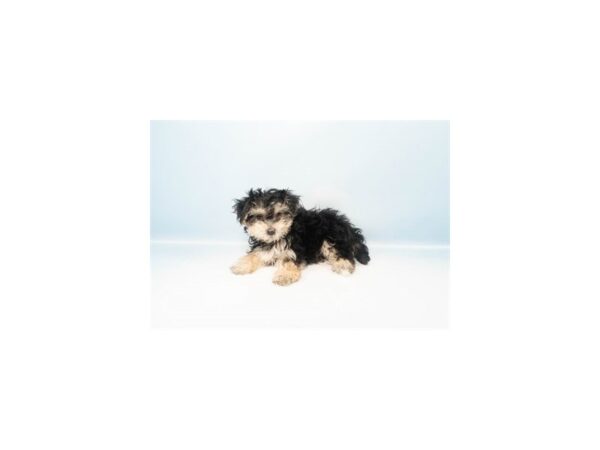 [#28590] Black and Tan Female Maltese/Yorkshire Terrier Puppies For Sale