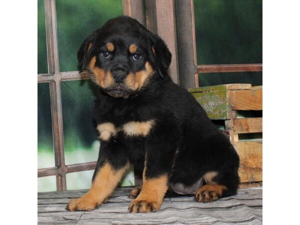 [#28631] Black / Tan Female Rottweiler Puppies For Sale
