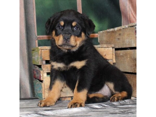 [#28632] Black / Tan Male Rottweiler Puppies For Sale
