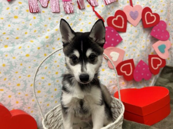 [#28615] Black / White Male Alaskan Klee Kai Puppies For Sale
