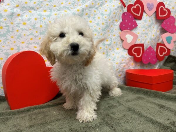 [#28505] Cream Female Bichon Frise/Poodle Puppies For Sale