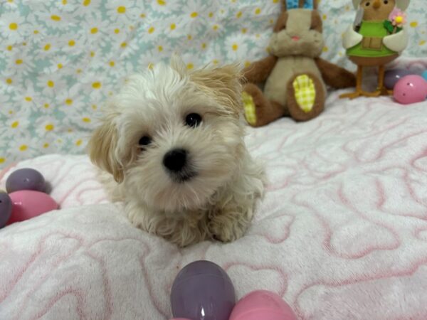 [#28688] Cream Male Milky Puppies For Sale