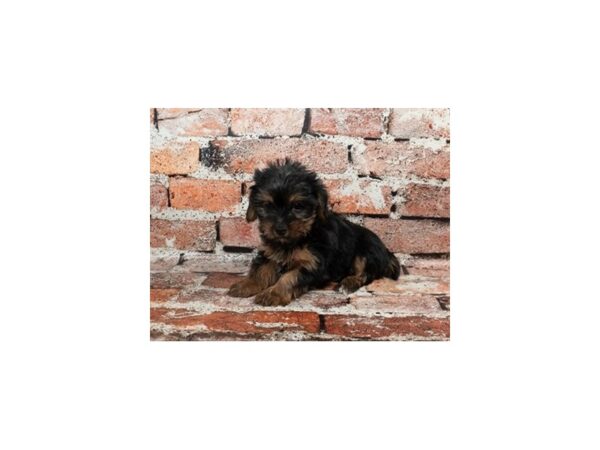 [#28714] Black and Tan Female Yorkshire Terrier Puppies For Sale