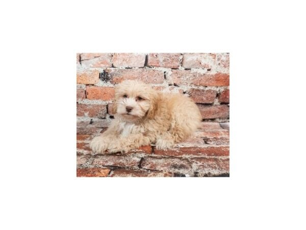 [#28715] Apricot Male F1B Cockapoo Puppies For Sale