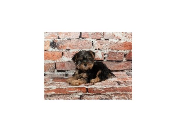 [#28718] Black and Tan Male Yorkshire Terrier Puppies For Sale
