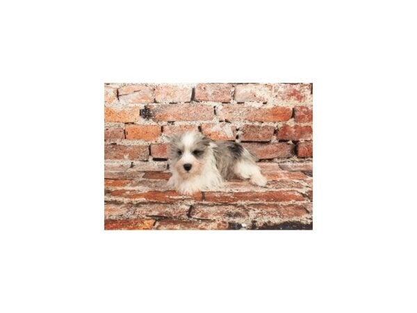[#28721] Merle Male Miniature Schnauzer Puppies For Sale