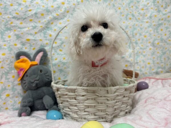 [#28655] White Female Bichon Frise Puppies For Sale