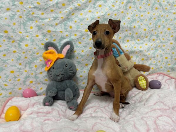 [#28683] Fawn Female Italian Greyhound Puppies For Sale